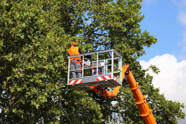 Best Emergency Storm Tree Removal  in Drexel, NC